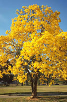 بذور شجرة التابوبيا الذهبية