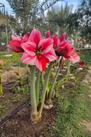 بصيلة أمارلس (جيرفس)