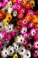 بذور الأقحوان الثلجي (ملون)