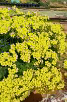 بصيلة أقصليس (نورة)