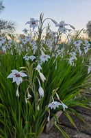 أبصال قلاديلوس أفريقي (أبيض)