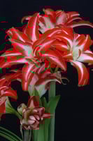 بصيلة أمارلس (المتناثرة)