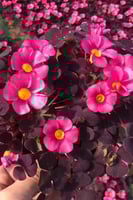 بصيلة أقصليس (وداد)