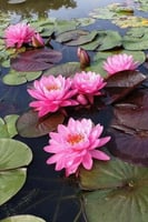 بذور زنبقة الماء (بيري النارية)