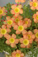 بصيلة أقصليس (شادن)