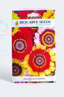 بذور زهور أقحوان (كاريناتوم) منوعة