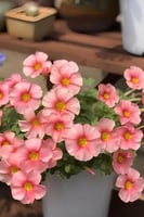 بصيلة أقصليس (شروق)