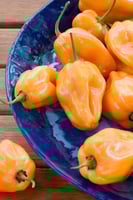 بذور فلفل (هابانيرو البرتقالي)