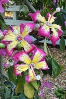 بذور شجرة كوريزيا