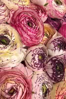 أبصال رينانكلاس إيطالي (سترياتو بيانكو)