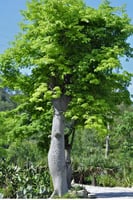 بذور شجرة التبلدي