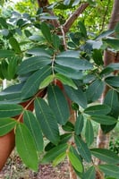 بذور شجرة ترمناليا أرجونا