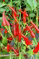 بذور فلفل (الهواء الأحمر) F1