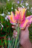 أبصال توليب الذاكرة النارية