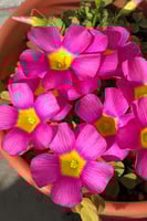 بصيلة أقصليس (وريف)