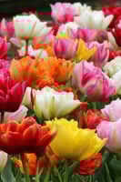 أبصال توليب (مدبل) ملون