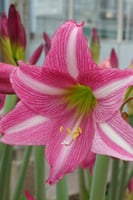 بصيلة أمارلس (إستيلا)