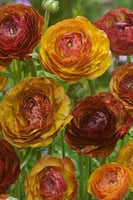 أبصال رينانكلاس شوكلاتية