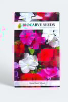 بذور زهور بفتة قزمية منوعة