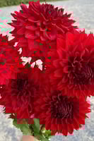 داليا (بابل الأحمر)