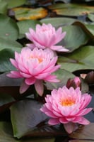 بذور زنبقة الماء (بيري النارية)