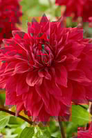 داليا (بابل الأحمر)