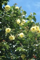 عُقَل (الخبيز الساحلي) أصفر