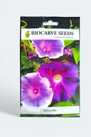 بذور زهور متسلقة آيبوميا (مجد الصباح) بنفسجي