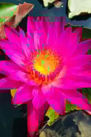 بذور زنبقة الماء (ماماو الوردية)