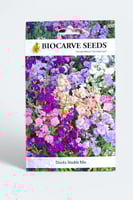 بذور زهور المنثور (مدبل) منوعة