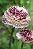 أبصال رينانكلاس إيطالي (سترياتو بيانكو)