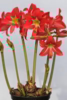 بصيلة أمارلس (الحديقة المخططة)