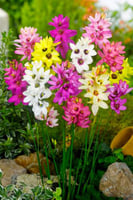 أبصال الأكسية (منوع)