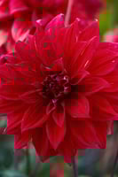 داليا (بابل الأحمر)