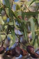 بذور شجرة استركوليا رجل البطة