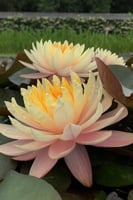 بذور زنبقة الماء (مانجكالا أوبول)