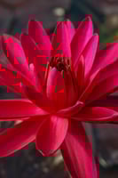 بذور زنبقة الماء (سيكريتا الحمراء)