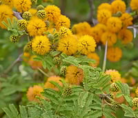 بذور شجرة طلح الفتنة