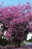 بذور شجرة كوريزيا