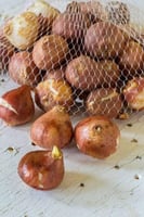 أبصال توليب الذاكرة النارية