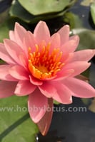 بذور زنبقة الماء (كولورادو برتقالي)