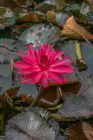 بذور زنبقة الماء (سيكريتا الحمراء)