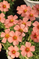 بصيلة أقصليس (حنان)