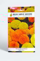 بذور زهور القطيفة الأفريقية منوعة