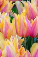 أبصال توليب الذاكرة النارية