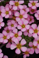 بصيلة أقصليس (ترف)