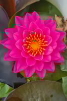 بذور زنبقة الماء (بيري النارية)