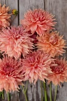 داليا (الطريق العادل)