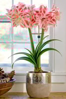 بصيلة أمارلس (الحسناء المذهلة)