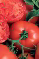 بذور طماطم (شجيرة اللحوم) F1